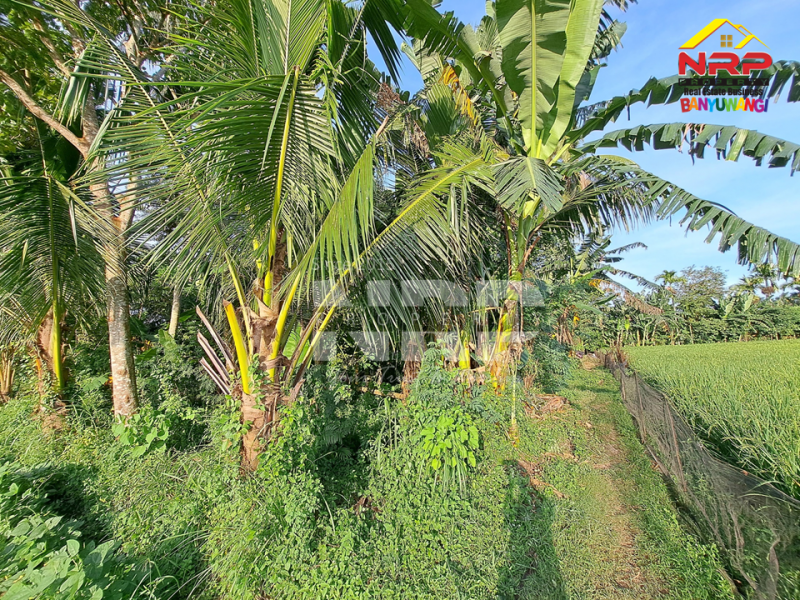 Dijual Tanah Sawah Murah  90 Meter dari  Jl. Tembusan Desa Rejosari  Dijual Tanah Sawah Murah  90 Meter dari  Jl. Tembusan Desa Rejosari  Dijual Tanah Sawah Murah&nbsp; 90 Meter dari&nbsp; Jl. Tembusan Desa Rejosari&nbsp;
Belakang Kantor desa olehsari. Akses jln setapak, Cocok untuk investasi NRP BANYUWANGI