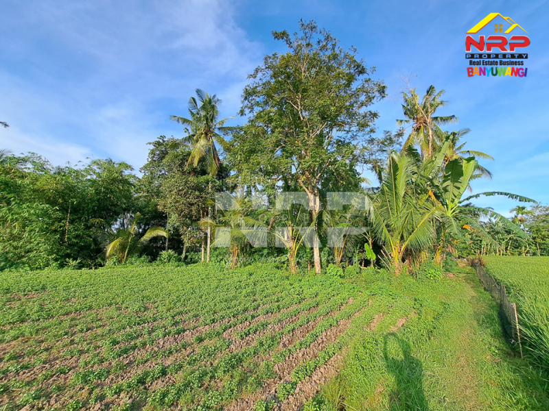 Dijual Tanah Sawah Murah  90 Meter dari  Jl. Tembusan Desa Rejosari  Dijual Tanah Sawah Murah  90 Meter dari  Jl. Tembusan Desa Rejosari  Dijual Tanah Sawah Murah&nbsp; 90 Meter dari&nbsp; Jl. Tembusan Desa Rejosari&nbsp;
Belakang Kantor desa olehsari. Akses jln setapak, Cocok untuk investasi NRP BANYUWANGI