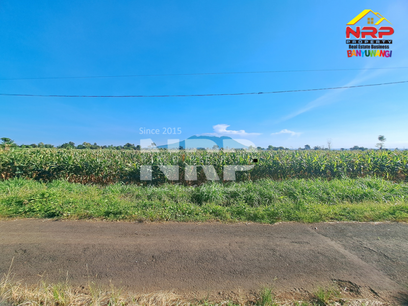 Dijual Tanah Sawah Murah Akses Jln. Aspal di Wongsorejo - Banyuwangi  Dijual tanah sawah produktif di Wongsorejo Banyuwangi Dijual Tanah Sawah Murah Akses Jln. Aspal di Wongsorejo - Banyuwangi&nbsp;
View Gunung, tanah subur. lahan produktif, panen selalu bagus&nbsp;
Cocok untuk NRP BANYUWANGI