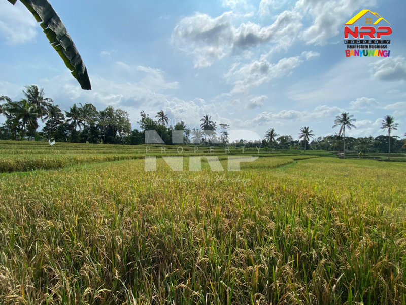 Dijual Tanah Sawah Murah di Desa Segobang, Licin - Banyuwangi  Dijual Tanah Sawah Murah di Desa Segobang, Licin - Banyuwangi  Dijual Tanah Sawah Murah di Desa Segobang, Licin - Banyuwangi&nbsp;
100ribu-an saja per meter. Sebrang sungai langsung dapat akses jln desa aspal&nbsp;
View NRP BANYUWANGI