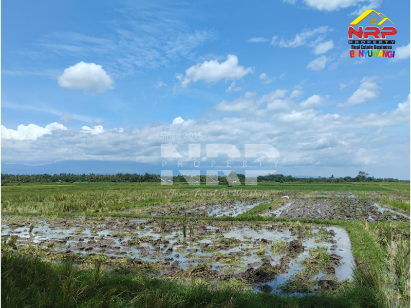 Dijual Tanah Sawah Murah di Rogojampi - Banyuwangi  Dijual Tanah Sawah Murah di Rogojampi - Banyuwangi  Dijual Tanah Sawah Murah di Rogojampi - Banyuwangi&nbsp;
Cocok untuk berbagai macam tumbuhan (Padi, Jagung, dll) Irigasi lancar.
Dekat dengan Bandara NRP BANYUWANGI