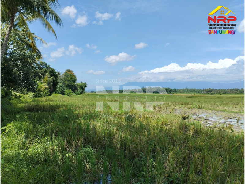 Dijual Tanah Sawah Murah di Rogojampi - Banyuwangi  Dijual Tanah Sawah Murah di Rogojampi - Banyuwangi  Dijual Tanah Sawah Murah di Rogojampi - Banyuwangi&nbsp;
Cocok untuk berbagai macam tumbuhan (Padi, Jagung, dll) Irigasi lancar.
Dekat dengan Bandara NRP BANYUWANGI