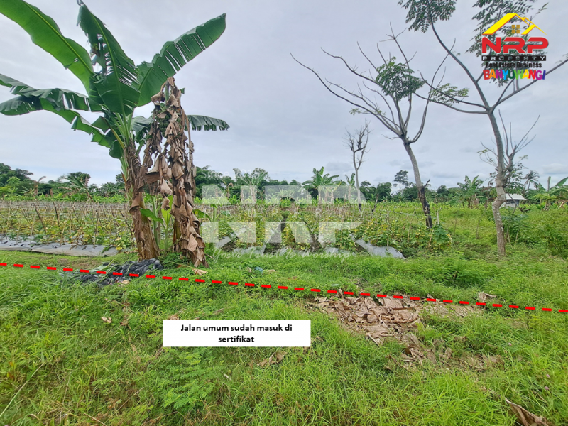 Dijual Tanah Sawah Murah di Sobo - Banyuwangi .  Dijual Tanah Sawah Murah di Sobo - Banyuwangi .  Dijual Tanah Sawah Murah di Sobo - Banyuwangi .&nbsp;
50 meter dari jln ikan layur, sudah ada akses jalan dan tercantum dala msertifikat.&nbsp;
Dekat dengan NRP BANYUWANGI