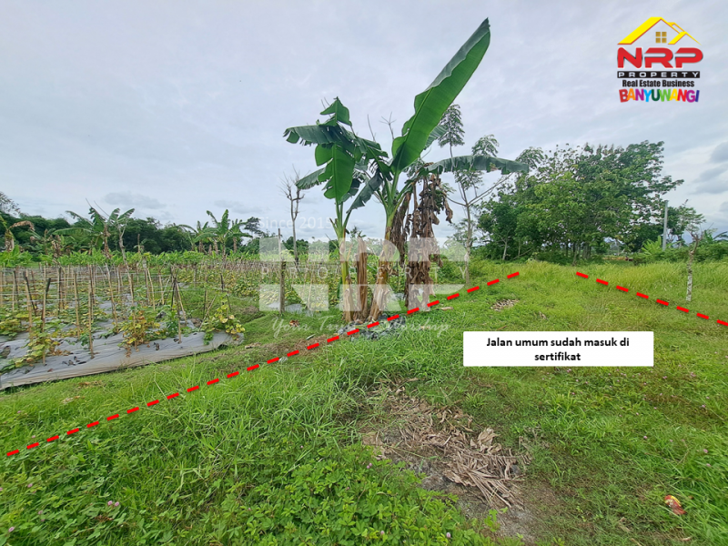 Dijual Tanah Sawah Murah di Sobo - Banyuwangi .  Dijual Tanah Sawah Murah di Sobo - Banyuwangi .  Dijual Tanah Sawah Murah di Sobo - Banyuwangi .&nbsp;
50 meter dari jln ikan layur, sudah ada akses jalan dan tercantum dala msertifikat.&nbsp;
Dekat dengan NRP BANYUWANGI