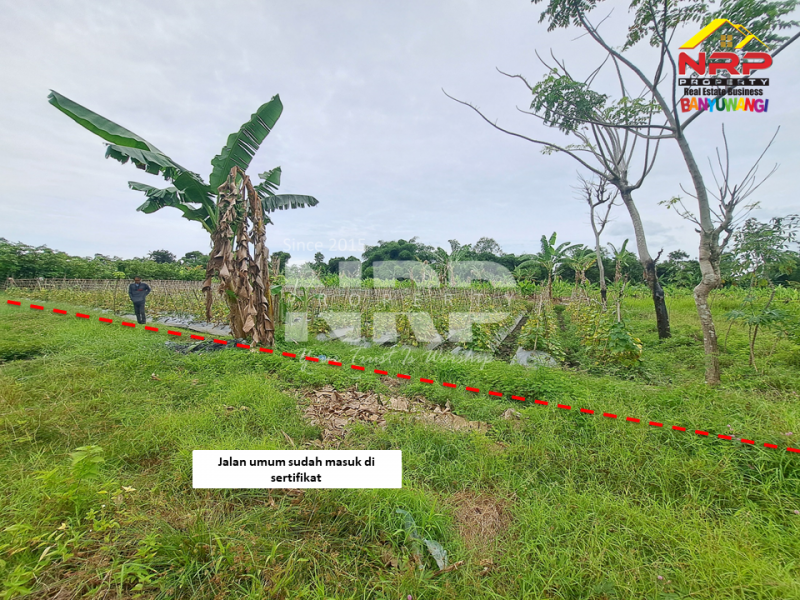 Dijual Tanah Sawah Murah di Sobo - Banyuwangi .  Dijual Tanah Sawah Murah di Sobo - Banyuwangi .  Dijual Tanah Sawah Murah di Sobo - Banyuwangi .&nbsp;
50 meter dari jln ikan layur, sudah ada akses jalan dan tercantum dala msertifikat.&nbsp;
Dekat dengan NRP BANYUWANGI