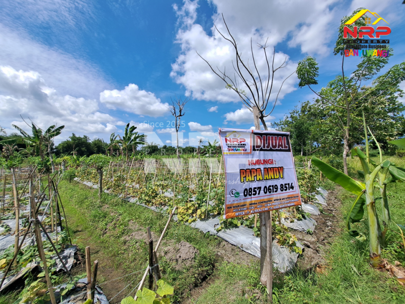 Dijual Tanah Sawah Murah di Sobo - Banyuwangi .  Dijual Tanah Sawah Murah di Sobo - Banyuwangi .  Dijual Tanah Sawah Murah di Sobo - Banyuwangi .&nbsp;
50 meter dari jln ikan layur, sudah ada akses jalan dan tercantum dala msertifikat.&nbsp;
Dekat dengan NRP BANYUWANGI