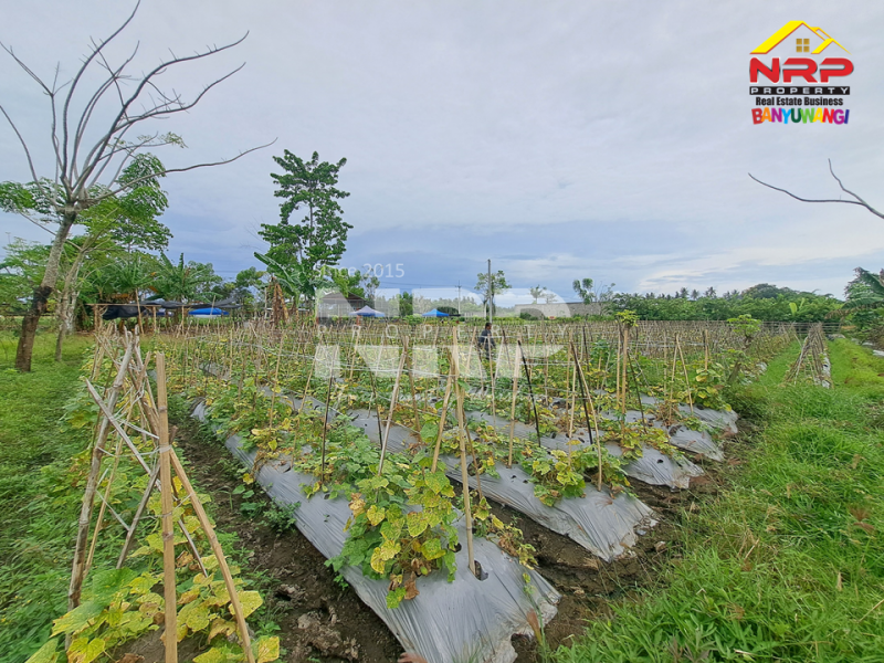 Dijual Tanah Sawah Murah di Sobo - Banyuwangi .  Dijual Tanah Sawah Murah di Sobo - Banyuwangi .  Dijual Tanah Sawah Murah di Sobo - Banyuwangi .&nbsp;
50 meter dari jln ikan layur, sudah ada akses jalan dan tercantum dala msertifikat.&nbsp;
Dekat dengan NRP BANYUWANGI