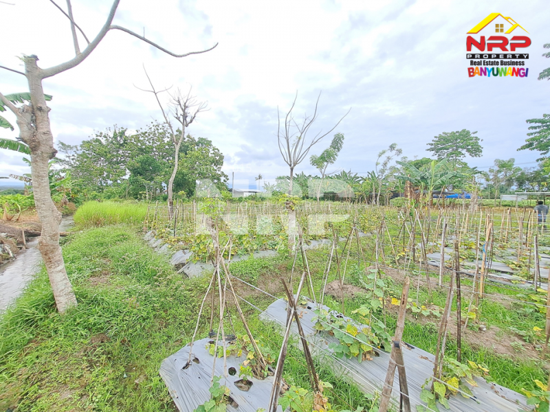 Dijual Tanah Sawah Murah di Sobo - Banyuwangi .  Dijual Tanah Sawah Murah di Sobo - Banyuwangi .  Dijual Tanah Sawah Murah di Sobo - Banyuwangi .&nbsp;
50 meter dari jln ikan layur, sudah ada akses jalan dan tercantum dala msertifikat.&nbsp;
Dekat dengan NRP BANYUWANGI