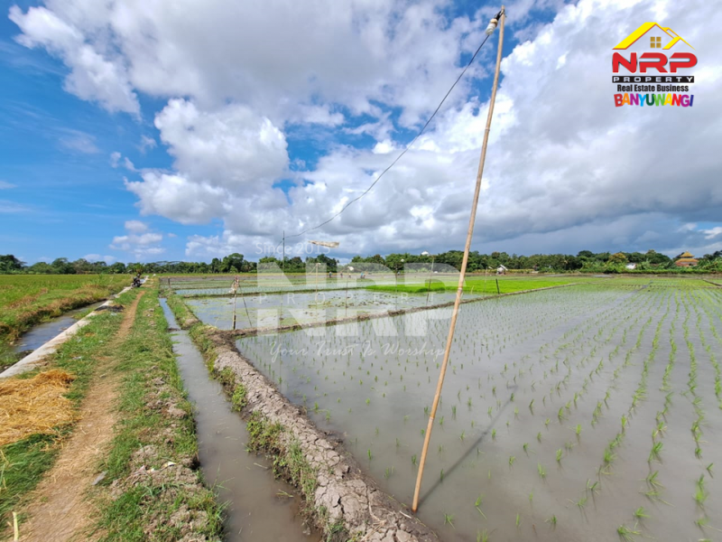 Dijual Tanah Sawah Produktif 100 Meter dari Polsek Srono - Banyuwangi  Dijual Tanah Sawah Produktif 100 Meter dari Polsek Srono - Banyuwangi  Dijual Tanah Sawah Produktif 100 Meter dari Polsek Srono - Banyuwangi&nbsp;
Akses Jl. Roda 2, Irigasi Lancar, Cocok untuk usaha pertanian&nbsp;

Luas Tanah NRP BANYUWANGI