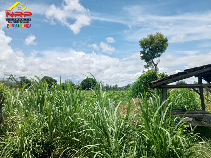 Dijual Tanah Sawah Produktif di Bengkak, Wongsorejo - Banyuwangi  Dijual Tanah Sawah Produktif di Bengkak, Wongsorejo - Banyuwangi  Dijual Tanah Sawah Produktif di Bengkak, Wongsorejo - Banyuwangi&nbsp;
Akses masuk tanah jl. Paving. Cocok untuk tanam cabe, bawang dll.&nbsp;
1 KM dari Jl. NRP BANYUWANGI