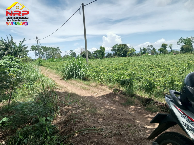 Dijual Tanah Sawah Produktif di Bengkak, Wongsorejo - Banyuwangi  Dijual Tanah Sawah Produktif di Bengkak, Wongsorejo - Banyuwangi  Dijual Tanah Sawah Produktif di Bengkak, Wongsorejo - Banyuwangi&nbsp;
Akses masuk tanah jl. Paving. Cocok untuk tanam cabe, bawang dll.&nbsp;
1 KM dari Jl. NRP BANYUWANGI