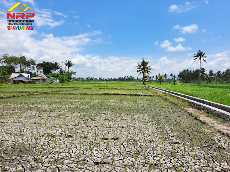Dijual Tanah Sawah Produktif di Desa Bomo, Banyuwangi  Dijual Tanah Sawah Produktif di Desa Bomo, Banyuwangi  Dijual Tanah Sawah Produktif di Desa Bomo, Banyuwangi&nbsp;
250 Meter dari Tepi Jl. Raya Bomo&nbsp;

Luas Tanah : 2.560 m2
Sertifikat Hak NRP BANYUWANGI