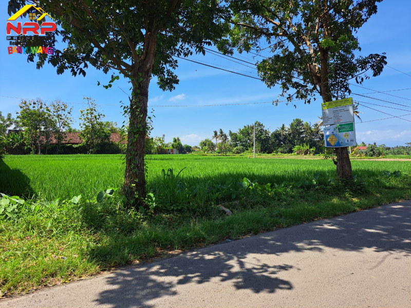 Dijual Tanah Sawah Produktif di Ds. Watukebo, Blimbingsari - Bwi Dijual Tanah Sawah Murah Produktif di Ds. Watukebo, Blimbingsari - Bwi Dijual Tanah Sawah Produktif di Ds. Watukebo, Blimbingsari - Bwi
Tepi Jalan Lintas Selatan Banyuwangi. Irigasi lancar, Akses Roda 4.
Sangat Cocok usaha NRP BANYUWANGI