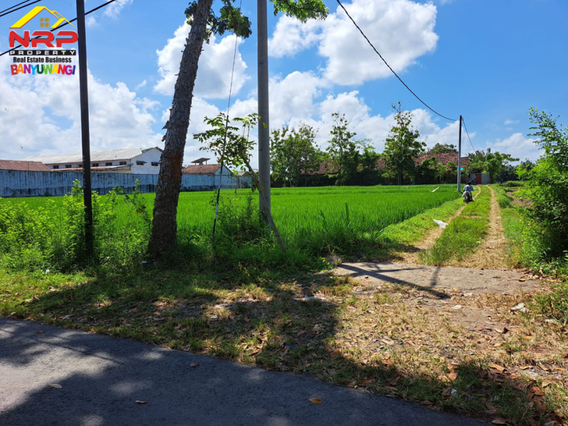 Dijual Tanah Sawah Produktif di Ds. Watukebo, Blimbingsari - Bwi Dijual Tanah Sawah Murah Produktif di Ds. Watukebo, Blimbingsari - Bwi Dijual Tanah Sawah Produktif di Ds. Watukebo, Blimbingsari - Bwi
Tepi Jalan Lintas Selatan Banyuwangi. Irigasi lancar, Akses Roda 4.
Sangat Cocok usaha NRP BANYUWANGI