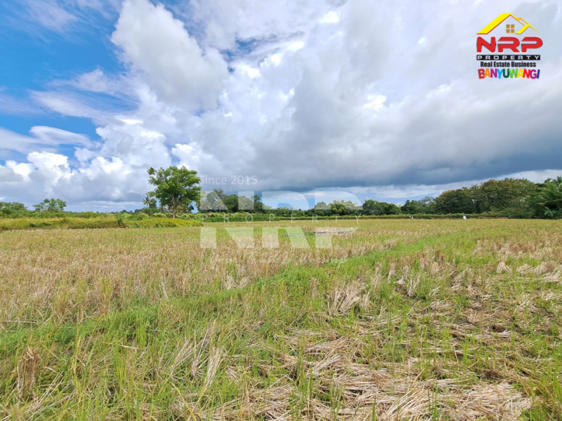 Dijual Tanah Sawah Produktif di Kebaman - Srono  Dijual Tanah Sawah Produktif di Kebaman - Srono  Dijual Tanah Sawah Produktif di Kebaman - Srono&nbsp;
Akses Jalan Roda 2, Irigasi Lancar.
Cocok untuk investasi di lahan pertanian&nbsp;

Luas Tanah : NRP BANYUWANGI
