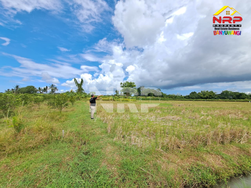 Dijual Tanah Sawah Produktif di Kebaman - Srono  Dijual Tanah Sawah Produktif di Kebaman - Srono  Dijual Tanah Sawah Produktif di Kebaman - Srono&nbsp;
Akses Jalan Roda 2, Irigasi Lancar.
Cocok untuk investasi di lahan pertanian&nbsp;

Luas Tanah : NRP BANYUWANGI