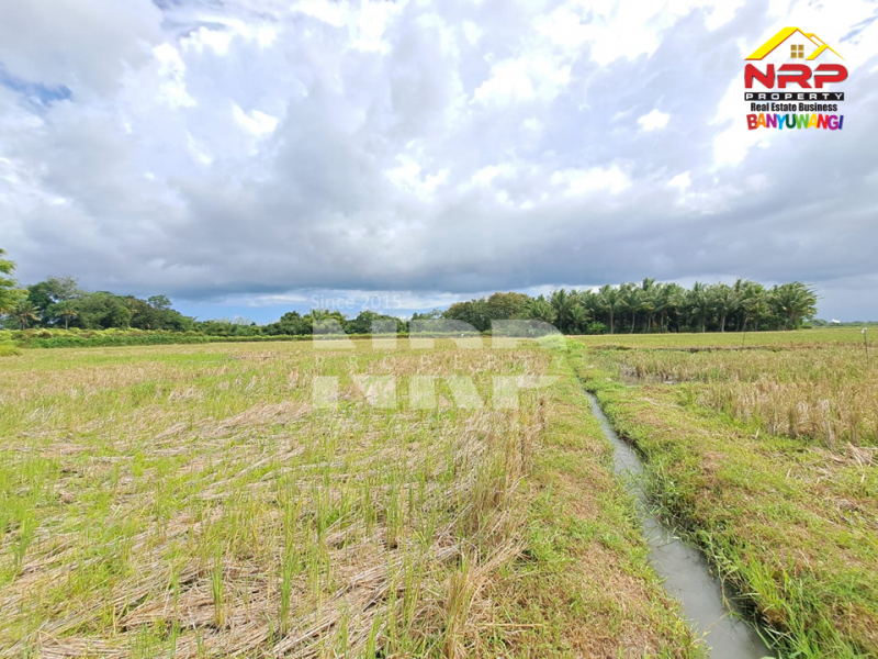 Dijual Tanah Sawah Produktif di Kebaman - Srono  Dijual Tanah Sawah Produktif di Kebaman - Srono  Dijual Tanah Sawah Produktif di Kebaman - Srono&nbsp;
Akses Jalan Roda 2, Irigasi Lancar.
Cocok untuk investasi di lahan pertanian&nbsp;

Luas Tanah : NRP BANYUWANGI