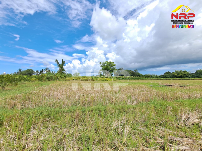 Dijual Tanah Sawah Produktif di Kebaman - Srono  Dijual Tanah Sawah Produktif di Kebaman - Srono  Dijual Tanah Sawah Produktif di Kebaman - Srono&nbsp;
Akses Jalan Roda 2, Irigasi Lancar.
Cocok untuk investasi di lahan pertanian&nbsp;

Luas Tanah : NRP BANYUWANGI