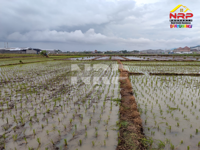 Dijual Tanah Sawah Produktif di Kedungringin, Muncar - Banyuwangi  JUAL TANAH SAWAH MURAH 300 JUTAAN DI MUNCAR BANYUWANGI  Dijual Tanah Sawah Produktif di Kedungringin, Muncar - Banyuwangi&nbsp;
Sawah masih produktif di tanami padi, Air lancar, hasil panen aman.
20 meter dari Jl. NRP BANYUWANGI