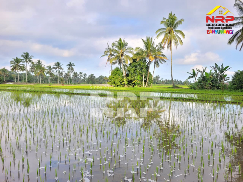 Dijual Tanah Sawah Produktif di Licin Banyuwangi Dijual Tanah Sawah Produktif di Licin Banyuwangi Dijual Tanah Sawah Produktif di Licin Banyuwangi
Berada di kawasan hotel & resort dengan suasana yang masih asri dan tenang.&nbsp;
Aksesnya memang hidden NRP BANYUWANGI