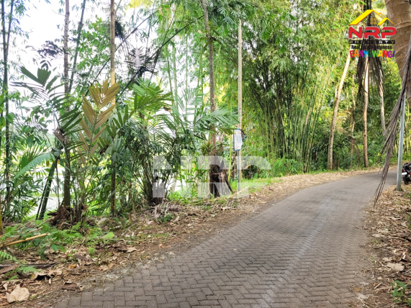 Dijual Tanah Sawah Produktif di Licin Banyuwangi Dijual Tanah Sawah Produktif di Licin Banyuwangi Dijual Tanah Sawah Produktif di Licin Banyuwangi
Berada di kawasan hotel & resort dengan suasana yang masih asri dan tenang.&nbsp;
Aksesnya memang hidden NRP BANYUWANGI