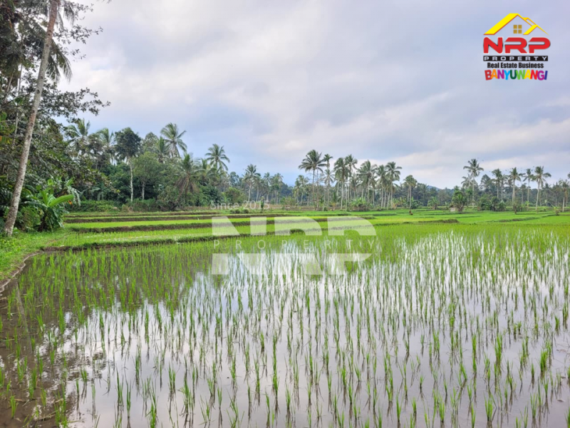 Dijual Tanah Sawah Produktif di Licin Banyuwangi Dijual Tanah Sawah Produktif di Licin Banyuwangi Dijual Tanah Sawah Produktif di Licin Banyuwangi
Berada di kawasan hotel & resort dengan suasana yang masih asri dan tenang.&nbsp;
Aksesnya memang hidden NRP BANYUWANGI