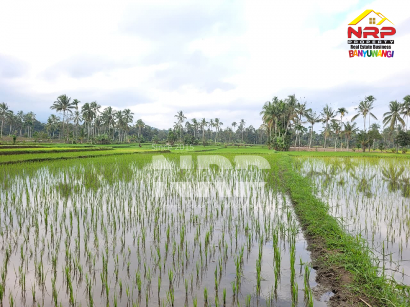 Dijual Tanah Sawah Produktif di Licin Banyuwangi Dijual Tanah Sawah Produktif di Licin Banyuwangi Dijual Tanah Sawah Produktif di Licin Banyuwangi
Berada di kawasan hotel & resort dengan suasana yang masih asri dan tenang.&nbsp;
Aksesnya memang hidden NRP BANYUWANGI
