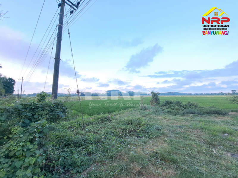 Dijual Tanah Sawah Produktif di Tepi Jl. Gambor - Banyuwangi Dijual Tanah Sawah Produktif di Tepi Jl. Gambor - Banyuwangi Dijual Tanah Sawah Produktif di Tepi Jl. Gambor - Banyuwangi
Sawah masih produktif hingga saat ini, Irigasi lancar.

Luas Tanah : 7.950 M2 NRP BANYUWANGI