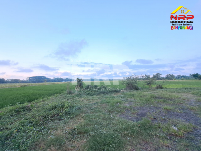 Dijual Tanah Sawah Produktif di Tepi Jl. Gambor - Banyuwangi Dijual Tanah Sawah Produktif di Tepi Jl. Gambor - Banyuwangi Dijual Tanah Sawah Produktif di Tepi Jl. Gambor - Banyuwangi
Sawah masih produktif hingga saat ini, Irigasi lancar.

Luas Tanah : 7.950 M2 NRP BANYUWANGI