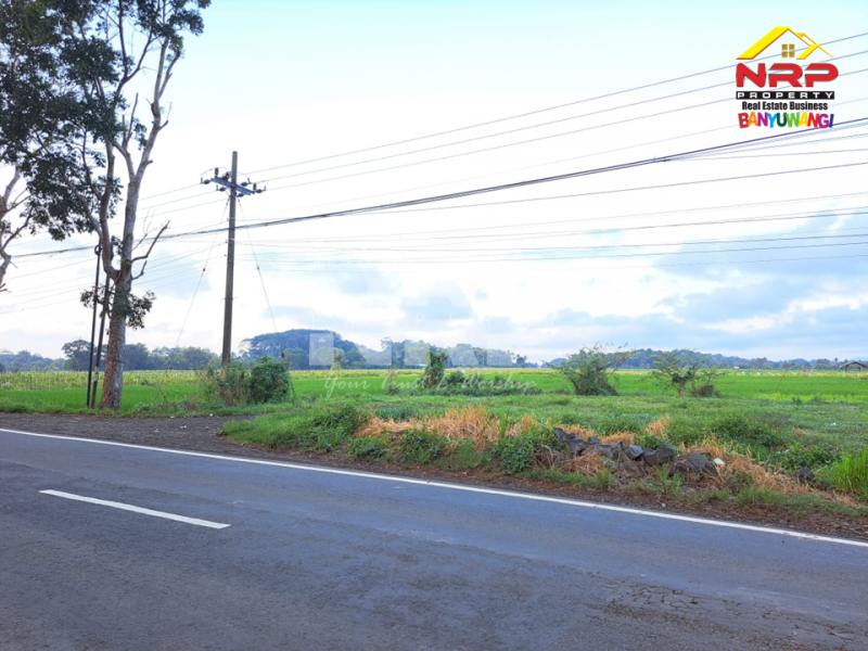 Dijual Tanah Sawah Produktif di Tepi Jl. Gambor - Banyuwangi Dijual Tanah Sawah Produktif di Tepi Jl. Gambor - Banyuwangi Dijual Tanah Sawah Produktif di Tepi Jl. Gambor - Banyuwangi
Sawah masih produktif hingga saat ini, Irigasi lancar.

Luas Tanah : 7.950 M2 NRP BANYUWANGI