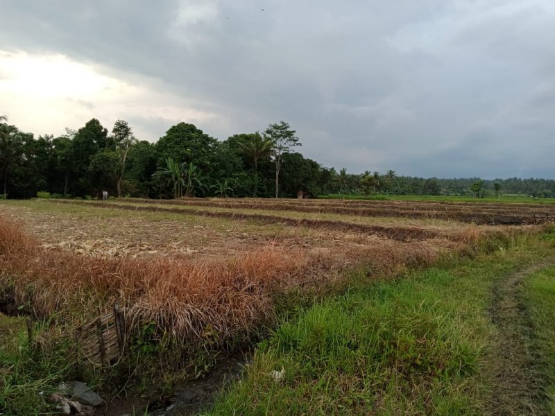 Dijual Tanah Sawah  Produktif Murah Di Desa Adat Olehsari Glagah, Banyuwangi  Dijual Tanah Sawah  Produktif Murah Di Desa Adat Olehsari Glagah, Banyuwangi  Dijual Tanah Sawah&nbsp; Produktif Murah Di Desa Adat Olehsari Glagah, Banyuwangi
Hanya 100rban/meter.
Akses mudah, roda 4 bisa masuk. Irigasi lancar.&nbsp; NRP BANYUWANGI
