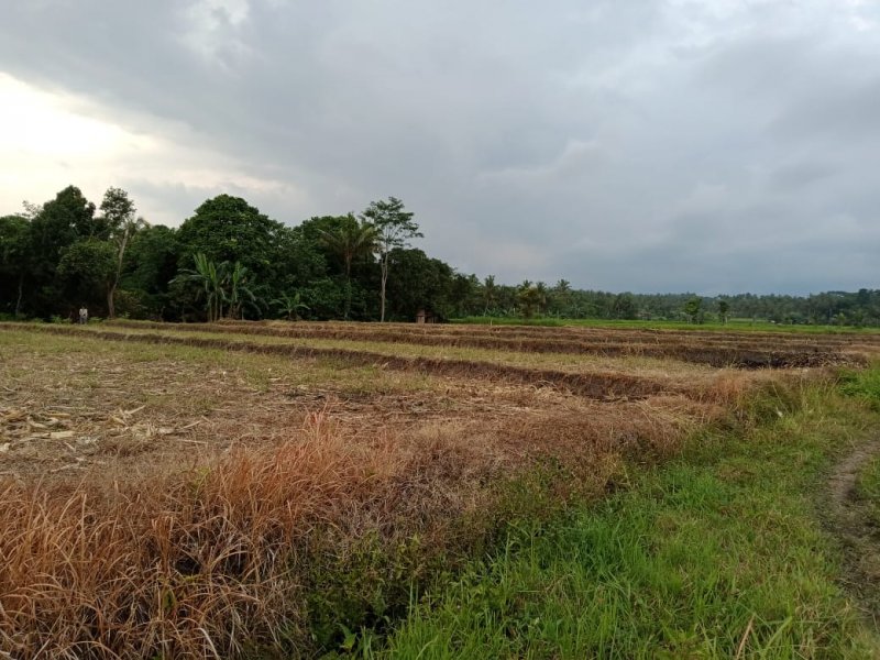 Dijual Tanah Sawah  Produktif Murah Di Desa Adat Olehsari Glagah, Banyuwangi  Dijual Tanah Sawah  Produktif Murah Di Desa Adat Olehsari Glagah, Banyuwangi  Dijual Tanah Sawah&nbsp; Produktif Murah Di Desa Adat Olehsari Glagah, Banyuwangi
Hanya 100rban/meter.
Akses mudah, roda 4 bisa masuk. Irigasi lancar.&nbsp; NRP BANYUWANGI