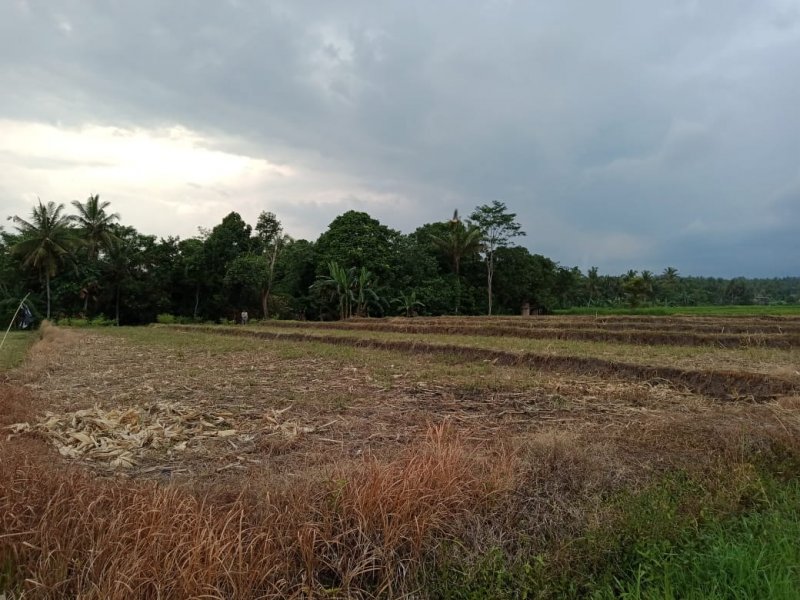 Dijual Tanah Sawah  Produktif Murah Di Desa Adat Olehsari Glagah, Banyuwangi  Dijual Tanah Sawah  Produktif Murah Di Desa Adat Olehsari Glagah, Banyuwangi  Dijual Tanah Sawah&nbsp; Produktif Murah Di Desa Adat Olehsari Glagah, Banyuwangi
Hanya 100rban/meter.
Akses mudah, roda 4 bisa masuk. Irigasi lancar.&nbsp; NRP BANYUWANGI