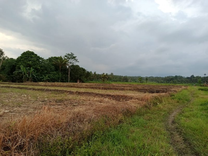 Dijual Tanah Sawah  Produktif Murah Di Desa Adat Olehsari Glagah, Banyuwangi  Dijual Tanah Sawah  Produktif Murah Di Desa Adat Olehsari Glagah, Banyuwangi  Dijual Tanah Sawah&nbsp; Produktif Murah Di Desa Adat Olehsari Glagah, Banyuwangi
Hanya 100rban/meter.
Akses mudah, roda 4 bisa masuk. Irigasi lancar.&nbsp; NRP BANYUWANGI
