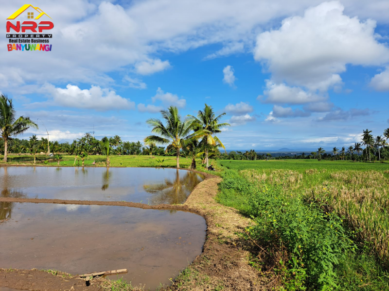 Dijual Tanah Sawah  Produktif Murah di Desa Gumuk, Glagah Dijual Tanah Sawah  Produktif Murah di Desa Gumuk, Glagah Dijual Tanah Sawah&nbsp; Produktif Murah di Desa Gumuk, Glagah
Hanya 100rban saja per meter. Irigasi lancar. Cocok untuk usaha pertanian.

LT : 8.300 NRP BANYUWANGI
