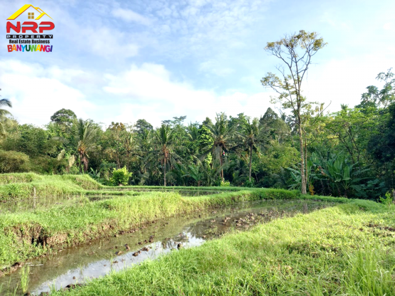 Dijual Tanah Sawah  Produktif Murah di Jambesari - Giri , Banyuwangi  Dijual Tanah Sawah  Produktif Murah di Jambesari - Giri , Banyuwangi  Dijual Tanah Sawah&nbsp; Produktif Murah di Jambesari - Giri , Banyuwangi
Lahan seluas 1 hektar +++ dengan Irigasi air yang lancar. Dekat dengan mata NRP BANYUWANGI