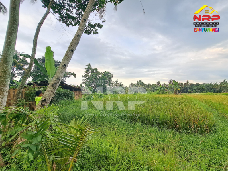 Dijual Tanah Sawah  Produktif Murah di Jambesari - Giri , Banyuwangi  Dijual Tanah Sawah  Produktif Murah di Jambesari - Giri , Banyuwangi  Dijual Tanah Sawah&nbsp; Produktif Murah di Jambesari - Giri , Banyuwangi&nbsp;
Cocok untuk berkebun atau invest lahan pertanian.&nbsp;

LT : 2.241 NRP BANYUWANGI