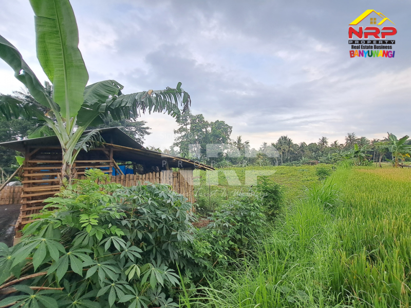 Dijual Tanah Sawah  Produktif Murah di Jambesari - Giri , Banyuwangi  Dijual Tanah Sawah  Produktif Murah di Jambesari - Giri , Banyuwangi  Dijual Tanah Sawah&nbsp; Produktif Murah di Jambesari - Giri , Banyuwangi&nbsp;
Cocok untuk berkebun atau invest lahan pertanian.&nbsp;

LT : 2.241 NRP BANYUWANGI