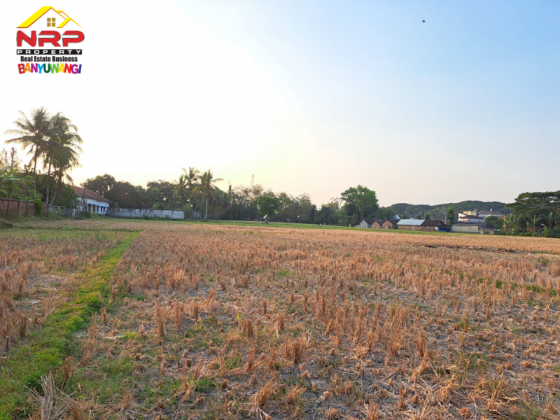 Dijual Tanah Sawah Strategis 50 Meter dari Jl. Raya Benculuk-Glagah Agung, Banyuwangi  Dijual Tanah Sawah Strategis 50 Meter dari Jl. Raya Benculuk-Glagah Agung, Banyuwangi  Dijual Tanah Sawah Strategis 50 Meter dari Jl. Raya Benculuk-Glagah Agung, Banyuwangi&nbsp;
Dekat dengan Pusat Bisnis dan Kuliner Benculuk. Dekat dengan NRP BANYUWANGI
