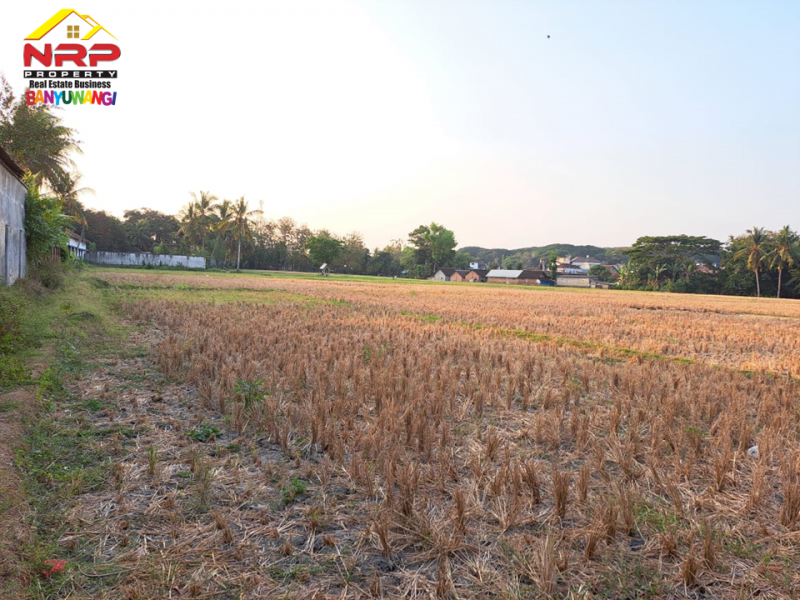 Dijual Tanah Sawah Strategis 50 Meter dari Jl. Raya Benculuk-Glagah Agung, Banyuwangi  Dijual Tanah Sawah Strategis 50 Meter dari Jl. Raya Benculuk-Glagah Agung, Banyuwangi  Dijual Tanah Sawah Strategis 50 Meter dari Jl. Raya Benculuk-Glagah Agung, Banyuwangi&nbsp;
Dekat dengan Pusat Bisnis dan Kuliner Benculuk. Dekat dengan NRP BANYUWANGI