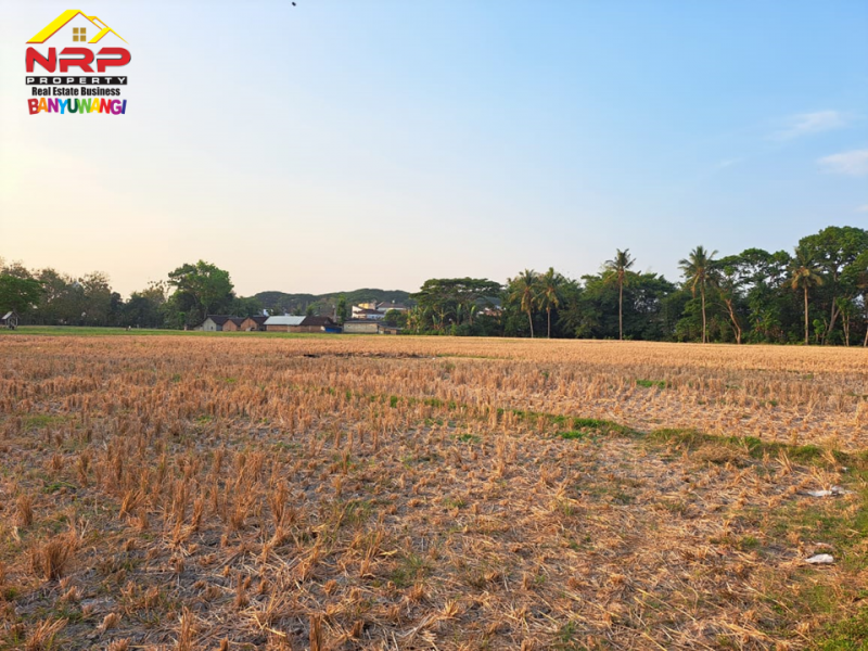 Dijual Tanah Sawah Strategis 50 Meter dari Jl. Raya Benculuk-Glagah Agung, Banyuwangi  Dijual Tanah Sawah Strategis 50 Meter dari Jl. Raya Benculuk-Glagah Agung, Banyuwangi  Dijual Tanah Sawah Strategis 50 Meter dari Jl. Raya Benculuk-Glagah Agung, Banyuwangi&nbsp;
Dekat dengan Pusat Bisnis dan Kuliner Benculuk. Dekat dengan NRP BANYUWANGI
