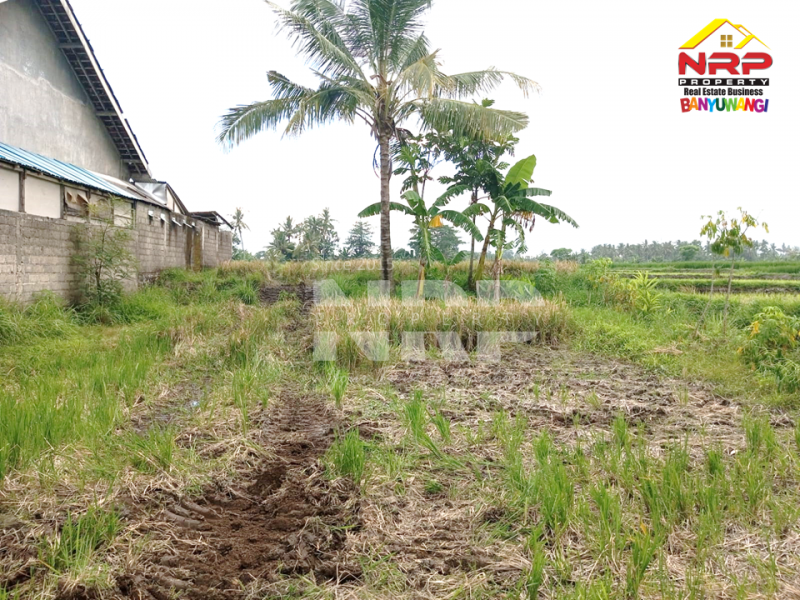 Dijual Tanah Sawah Strategis di Tepi Jl. Labanasem, Kabat -Banyuwangi Dijual Tanah Sawah Strategis di Tepi Jl. Labanasem, Kabat -Banyuwangi Dijual Tanah Sawah Strategis di Tepi Jl. Labanasem, Kabat -Banyuwangi
Berada di kawasan industri. Cocok untuk kompleks pergudangan, pabrik dll.&nbsp;

LT. NRP BANYUWANGI