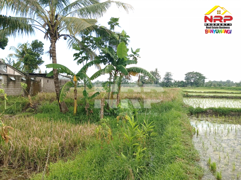 Dijual Tanah Sawah Strategis di Tepi Jl. Labanasem, Kabat -Banyuwangi Dijual Tanah Sawah Strategis di Tepi Jl. Labanasem, Kabat -Banyuwangi Dijual Tanah Sawah Strategis di Tepi Jl. Labanasem, Kabat -Banyuwangi
Berada di kawasan industri. Cocok untuk kompleks pergudangan, pabrik dll.&nbsp;

LT. NRP BANYUWANGI
