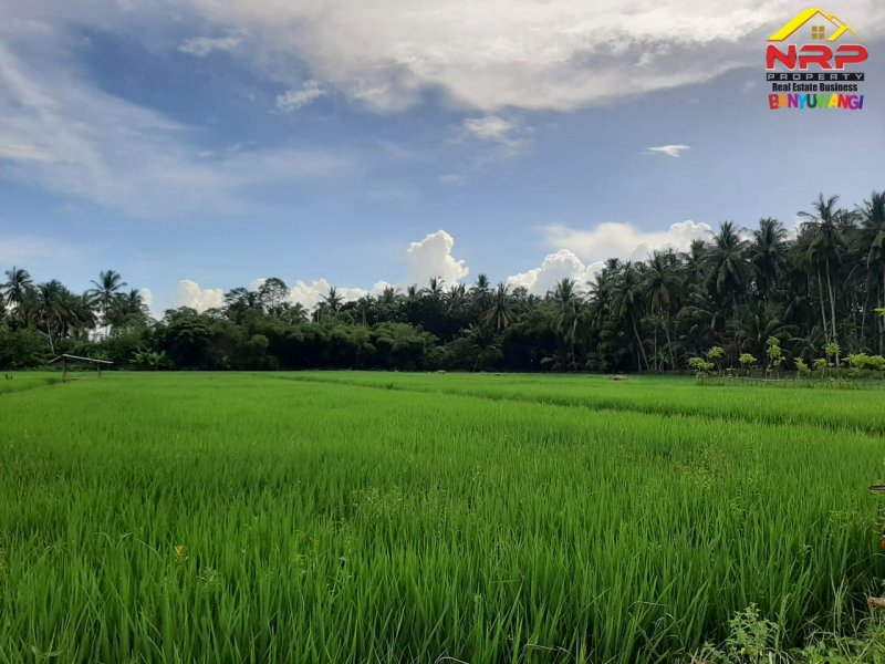 Dijual Tanah Sawah Strategis Kawasan Perumahan di Tepi Jl. Sobo - Banyuwangi Dijual Tanah Sawah Strategis Kawasan Perumahan di Tepi Jl. Sobo - Banyuwangi Dijual Tanah Sawah Strategis Kawasan Perumahan di Tepi Jl. Sobo - Banyuwangi
Sangat Cocok untuk Investasi Pertanian, Gudang dan Perumahan

Luas Tanah : NRP BANYUWANGI