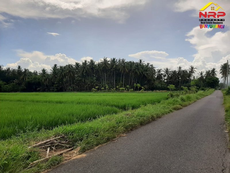 Dijual Tanah Sawah Strategis Kawasan Perumahan di Tepi Jl. Sobo - Banyuwangi Dijual Tanah Sawah Strategis Kawasan Perumahan di Tepi Jl. Sobo - Banyuwangi Dijual Tanah Sawah Strategis Kawasan Perumahan di Tepi Jl. Sobo - Banyuwangi
Sangat Cocok untuk Investasi Pertanian, Gudang dan Perumahan

Luas Tanah : NRP BANYUWANGI