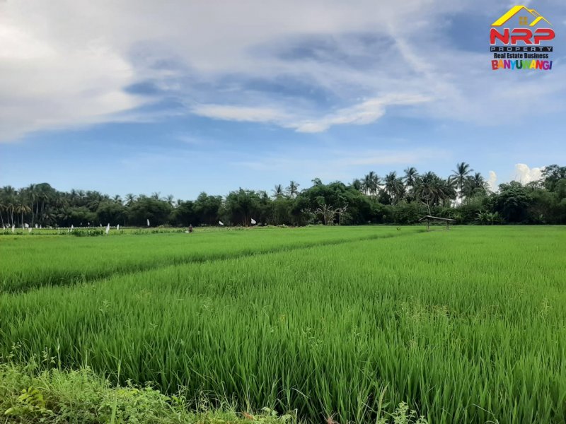 Dijual Tanah Sawah Strategis Kawasan Perumahan di Tepi Jl. Sobo - Banyuwangi Dijual Tanah Sawah Strategis Kawasan Perumahan di Tepi Jl. Sobo - Banyuwangi Dijual Tanah Sawah Strategis Kawasan Perumahan di Tepi Jl. Sobo - Banyuwangi
Sangat Cocok untuk Investasi Pertanian, Gudang dan Perumahan

Luas Tanah : NRP BANYUWANGI