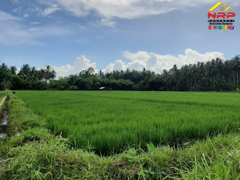 Dijual Tanah Sawah Strategis Kawasan Perumahan di Tepi Jl. Sobo - Banyuwangi Dijual Tanah Sawah Strategis Kawasan Perumahan di Tepi Jl. Sobo - Banyuwangi Dijual Tanah Sawah Strategis Kawasan Perumahan di Tepi Jl. Sobo - Banyuwangi
Sangat Cocok untuk Investasi Pertanian, Gudang dan Perumahan

Luas Tanah : NRP BANYUWANGI