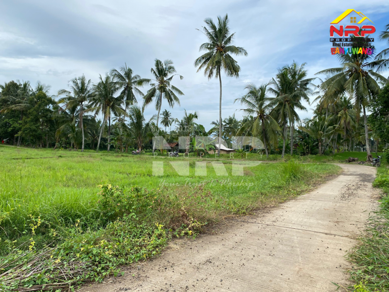 Dijual Tanah Sawah View Gunung dengan Akses Jl. Beton di Olehsari - Banyuwangi  Dijual Tanah Sawah Murah di Glagah Banyuwangi  Dijual Tanah Sawah View Gunung dengan Akses Jl. Beton di Olehsari - Banyuwangi&nbsp;
Berada dikawasan vila dan cafe, View citylight saat malam hari.
Dekat NRP BANYUWANGI