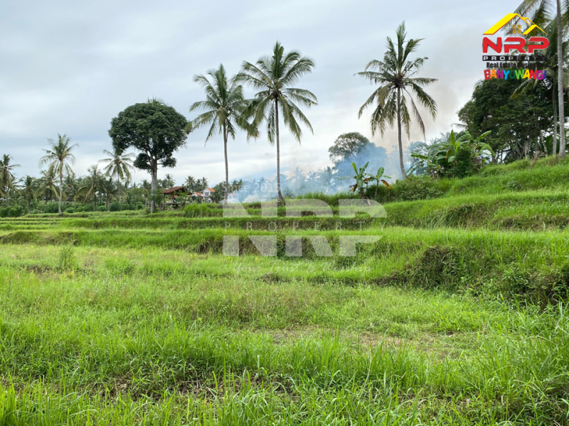 Dijual Tanah Sawah View Gunung dengan Akses Jl. Beton di Olehsari - Banyuwangi  Dijual Tanah Sawah Murah di Glagah Banyuwangi  Dijual Tanah Sawah View Gunung dengan Akses Jl. Beton di Olehsari - Banyuwangi&nbsp;
Berada dikawasan vila dan cafe, View citylight saat malam hari.
Dekat NRP BANYUWANGI