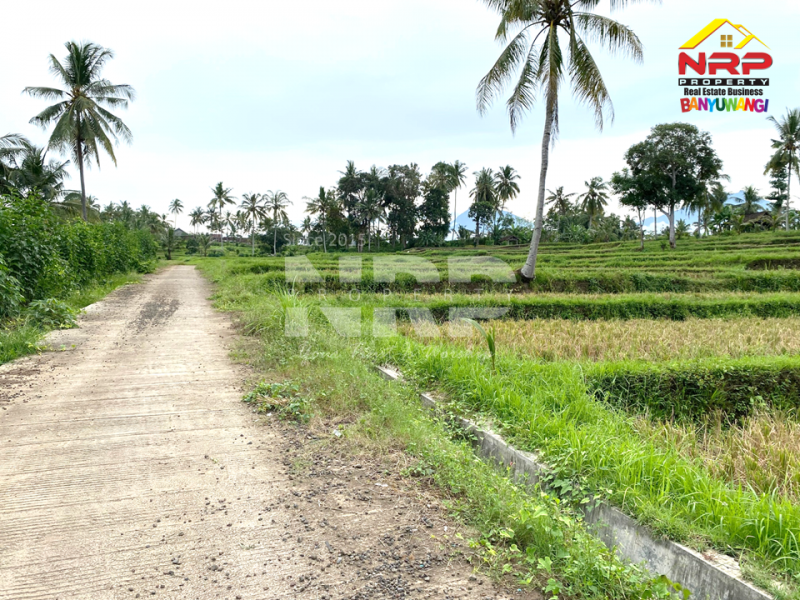 Dijual Tanah Sawah View Gunung dengan Akses Jl. Beton di Olehsari - Banyuwangi  Dijual Tanah Sawah Murah di Glagah Banyuwangi  Dijual Tanah Sawah View Gunung dengan Akses Jl. Beton di Olehsari - Banyuwangi&nbsp;
Berada dikawasan vila dan cafe, View citylight saat malam hari.
Dekat NRP BANYUWANGI